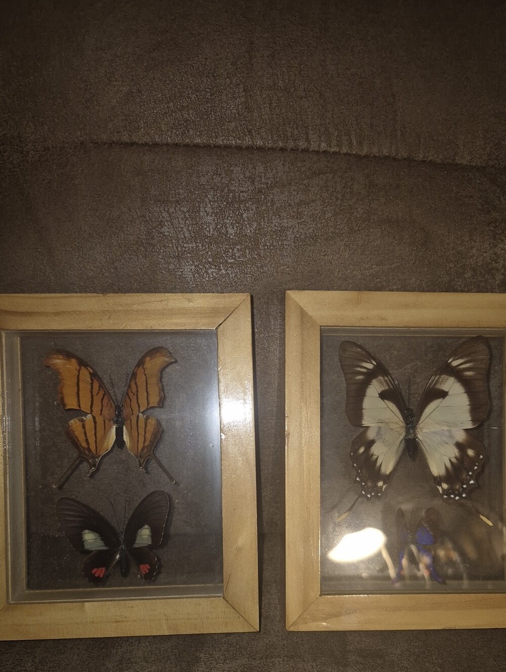 Framed Vintage Butterfly Display - Natural Brown & Cream